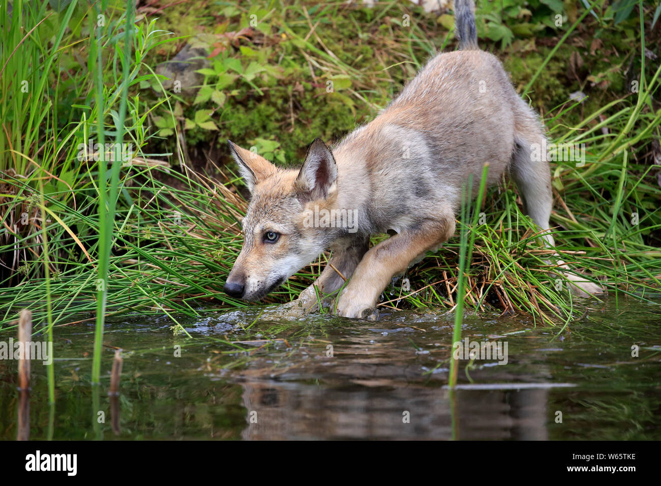 Grauer Wolf, Jung, Pine County, Minnesota, USA, Nordamerika, (Canis lupus) Stockfoto