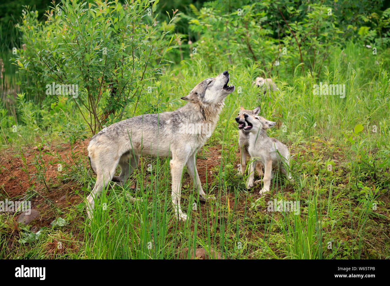 Grauer Wolf mit Jungen, Pine County, Minnesota, USA, Nordamerika, (Canis lupus) Stockfoto