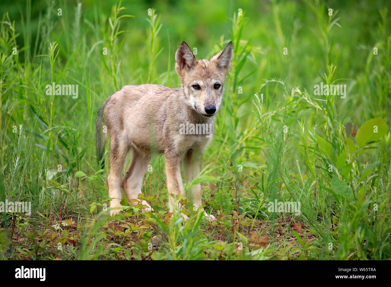 Grauer Wolf, Jung, Pine County, Minnesota, USA, Nordamerika, (Canis lupus) Stockfoto