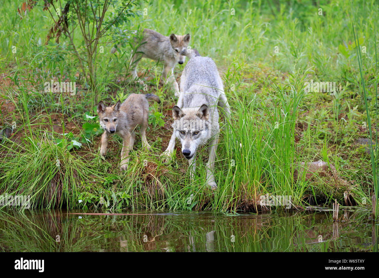Grauer Wolf mit Jungen, Pine County, Minnesota, USA, Nordamerika, (Canis lupus) Stockfoto