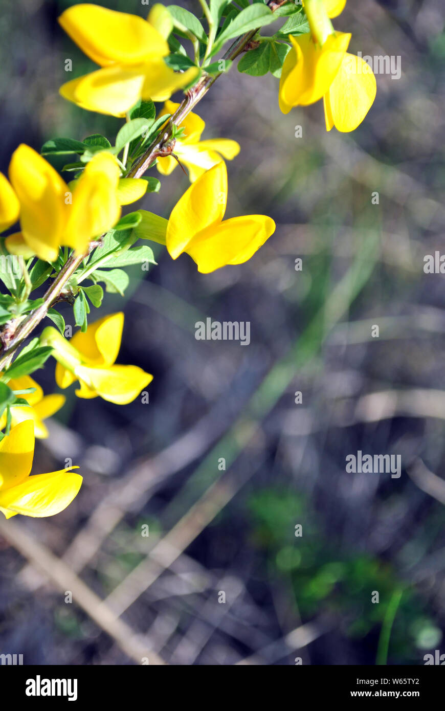 Niederlassungen der Blüte genista Dolmetsch (Dyer Dyer greenweed oder Besen) gegen verschwommene Grau Gras oft Bokeh Stockfoto