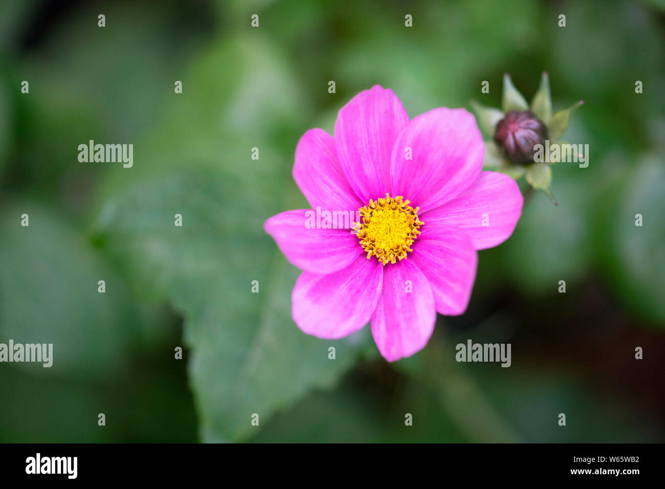 Mexikanische aster, Nordrhein-Westfalen, Deutschland, Europa, (Cosmos Bipinnatus, Cosmea bipinnata, Bidens Formosa, Coreopsis formosa) Stockfoto