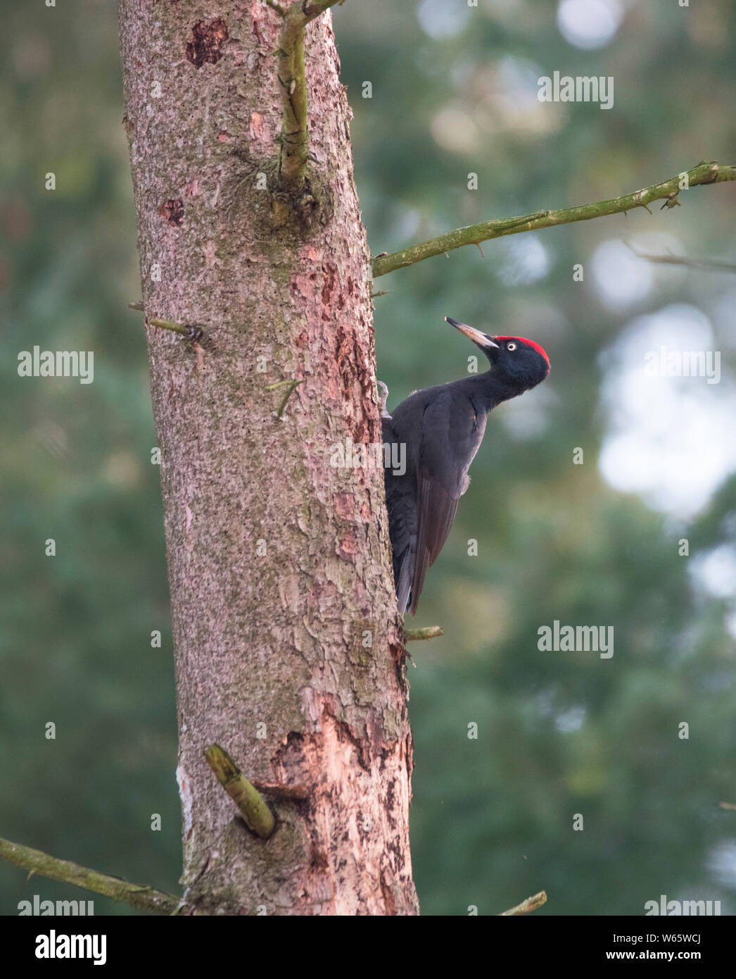 Schwarzspecht, Bielefeld, Nordrhein-Westfalen, Deutschland, Europa, (Dryocopus martius) Stockfoto