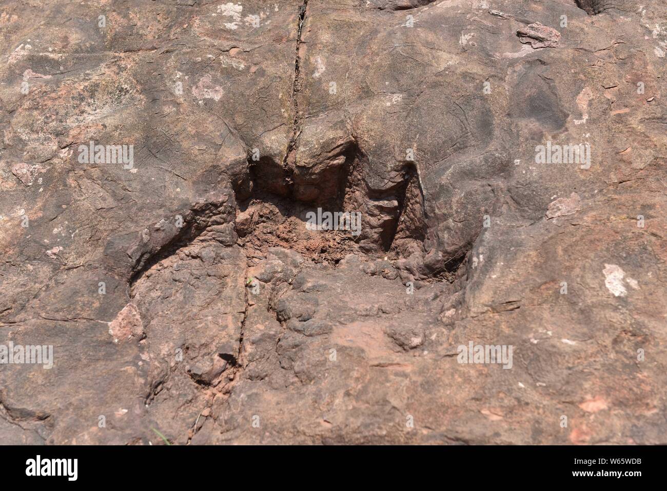 ---- Blick auf versteinerte Fußabdrücke von Dinosauriern links von einer Gruppe langhalsiger und Pflanzen fressende ECHSE - Fuß Dinosaurier, die 190 Millionen Jahre Stockfoto