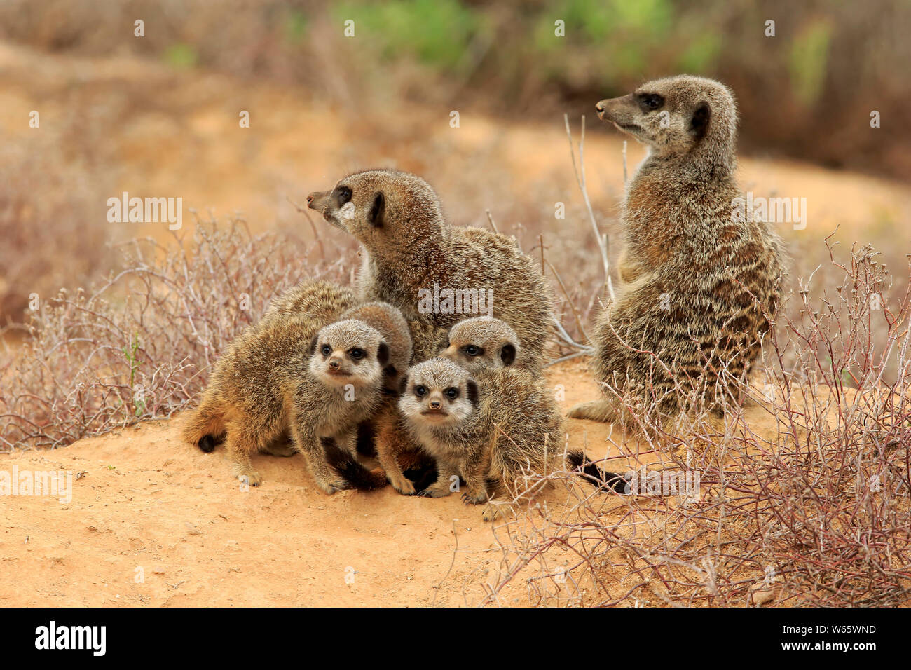 Erdmännchen, Erdmännchen, Erwachsener mit Youngs, Oudtshoorn, Western Cape, Südafrika, Afrika, (Suricata suricatta) Stockfoto