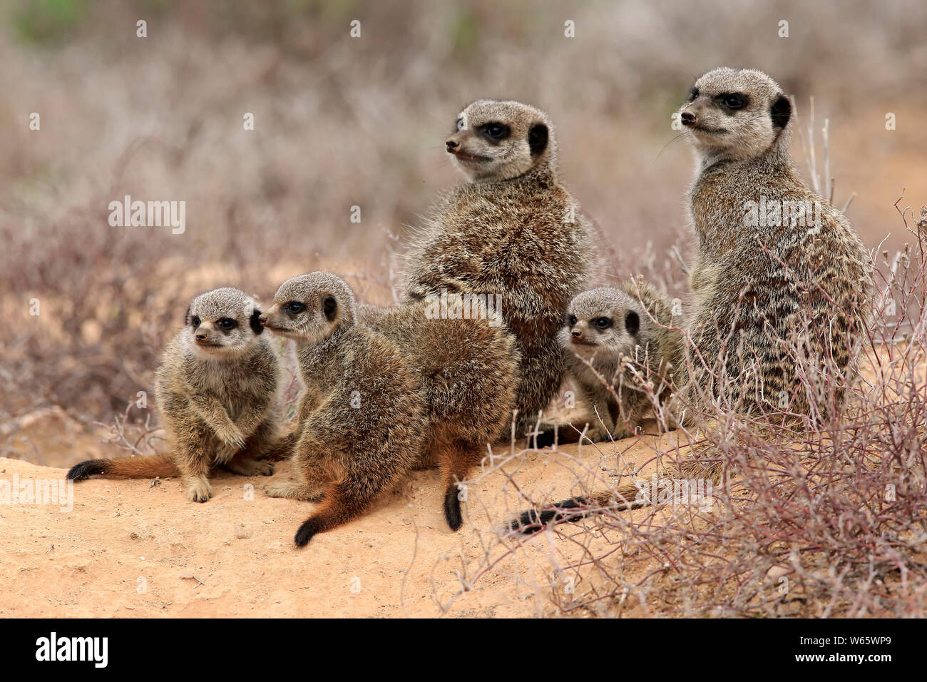 Erdmännchen, Erdmännchen, Erwachsener mit Youngs, Oudtshoorn, Western Cape, Südafrika, Afrika, (Suricata suricatta) Stockfoto