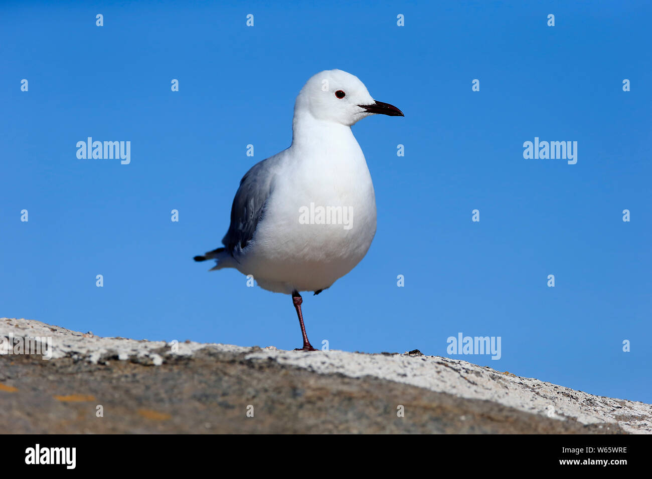 Hartlaub's Möwe, König Gull, Erwachsene, West Coast Nationalpark, Western Cape, Südafrika, Afrika, (Chroicocephalus Hartlaubii) Stockfoto