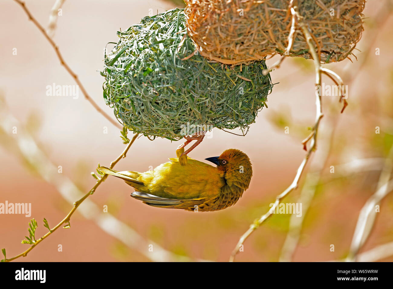 Cape Weaver, erwachsenen männlichen Gebäude Nest, Klein Karoo, Western Cape, Südafrika, Afrika, (Ploceus capensis) Stockfoto