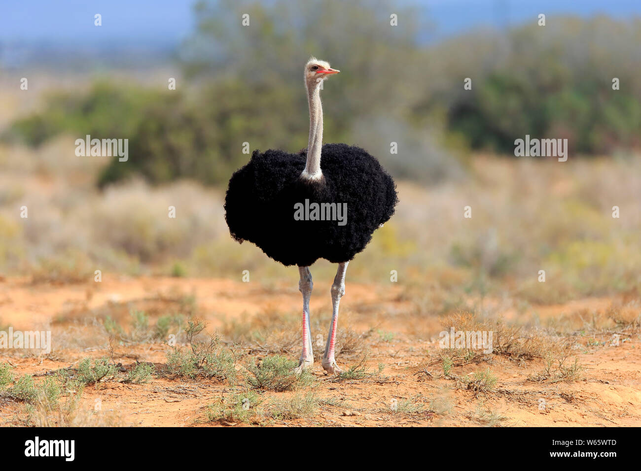 Südafrikanischer Strauß, erwachsenen männlichen, Oudtshoorn, Western Cape, Südafrika, Afrika, (Struthio camelus australis) Stockfoto