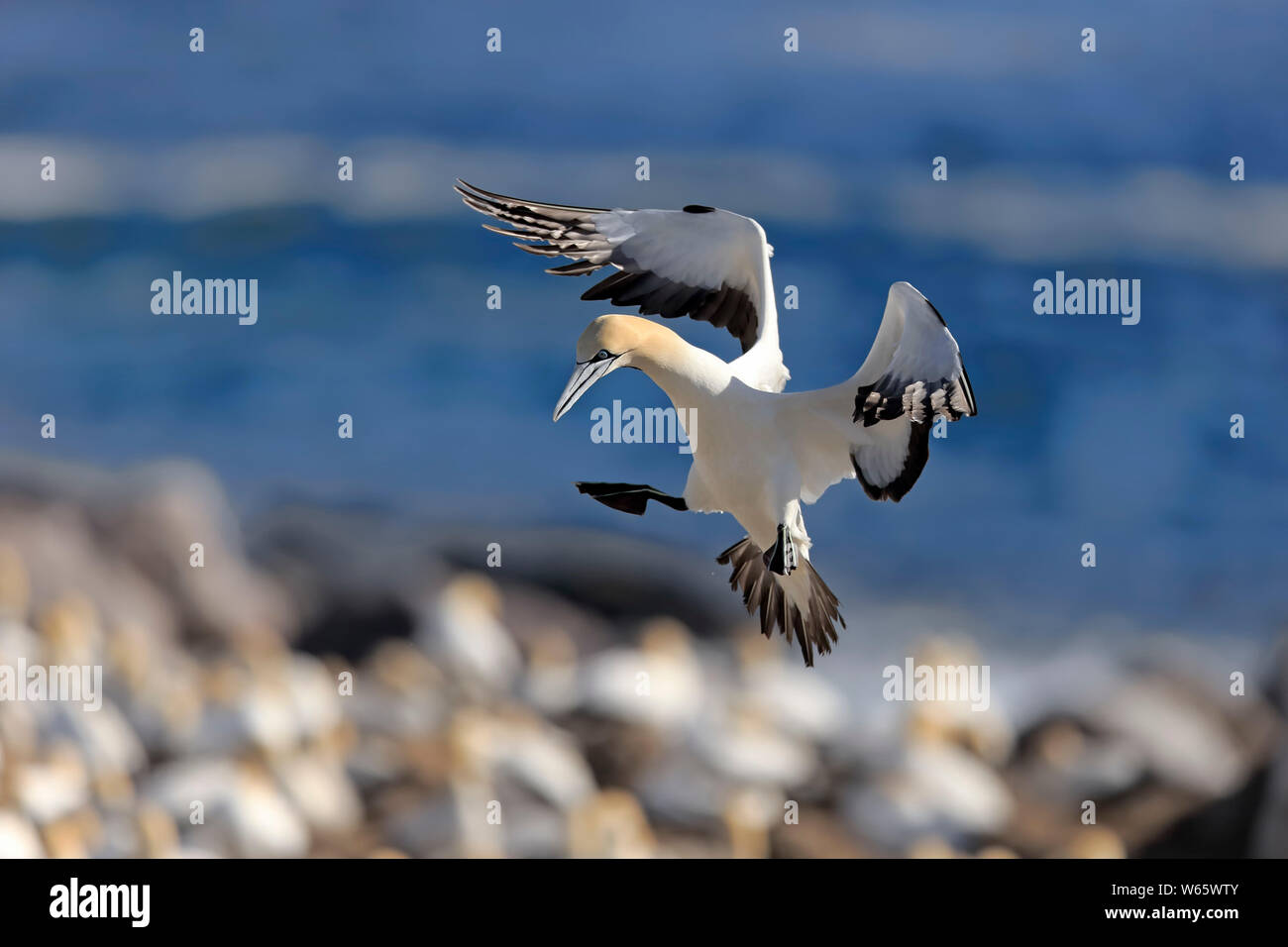 Kaptölpel, Lamberts Bay, Western Cape, Südafrika, Afrika, (Morus capensis) Stockfoto