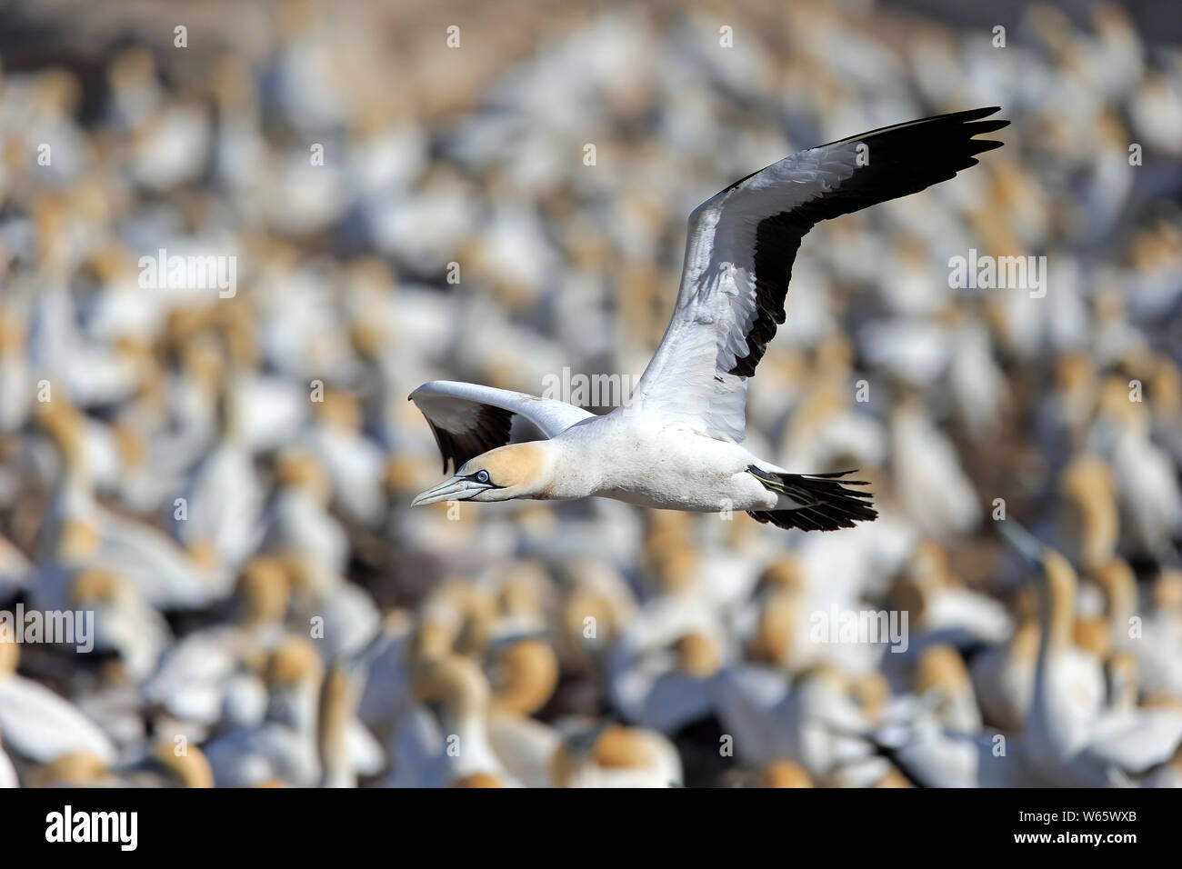 Kaptölpel, Lamberts Bay, Western Cape, Südafrika, Afrika, (Morus capensis) Stockfoto