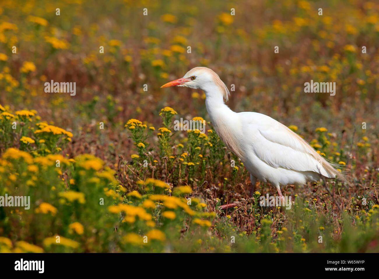 Kuhreiher, Erwachsene, West Coast Nationalpark, Western Cape, Südafrika, Afrika, (Bubulcus ibis) Stockfoto