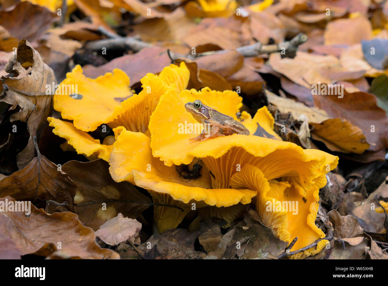 Golden Pfifferlinge (Cantharellus Cibarius), Europäische Grasfrosch (Rana temporaria), Mecklenburg-Vorpommern, Deutschland Stockfoto