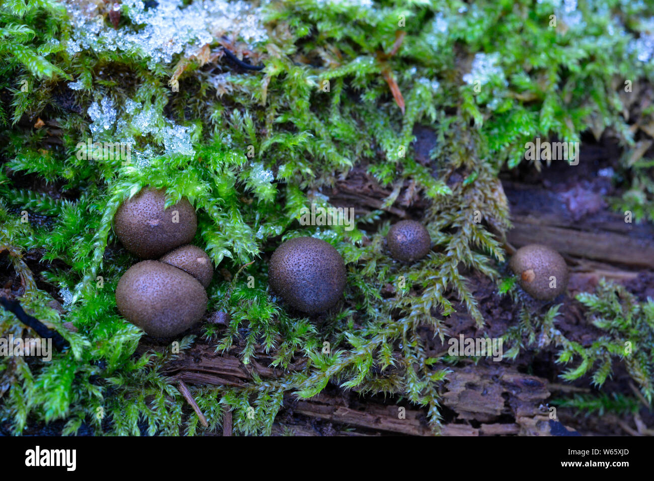 Der Wolf Milch, (Lycogala epidendrum), gröning Schleim, Mecklenburg-Vorpommern, Deutschland Stockfoto