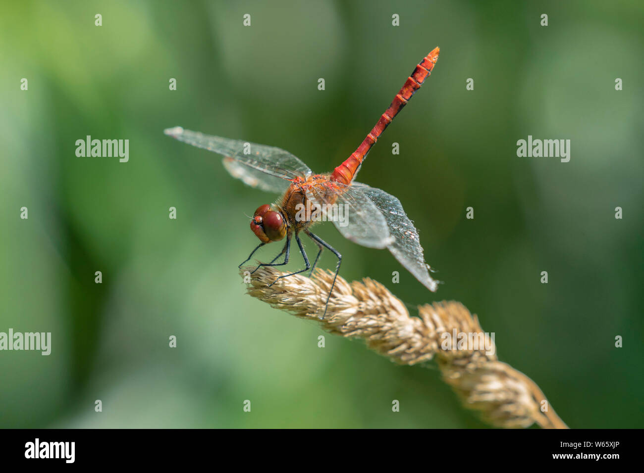 Ruddy darter, (Sympetrum sanguineum), männlich, Mecklenburg-Vorpommern, Deutschland Stockfoto