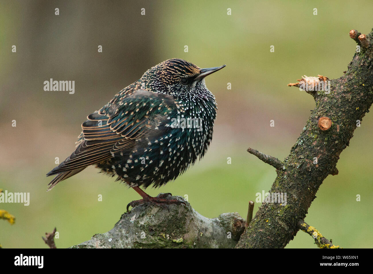 (Common Starling, Sturnus vulgaris) Stockfoto
