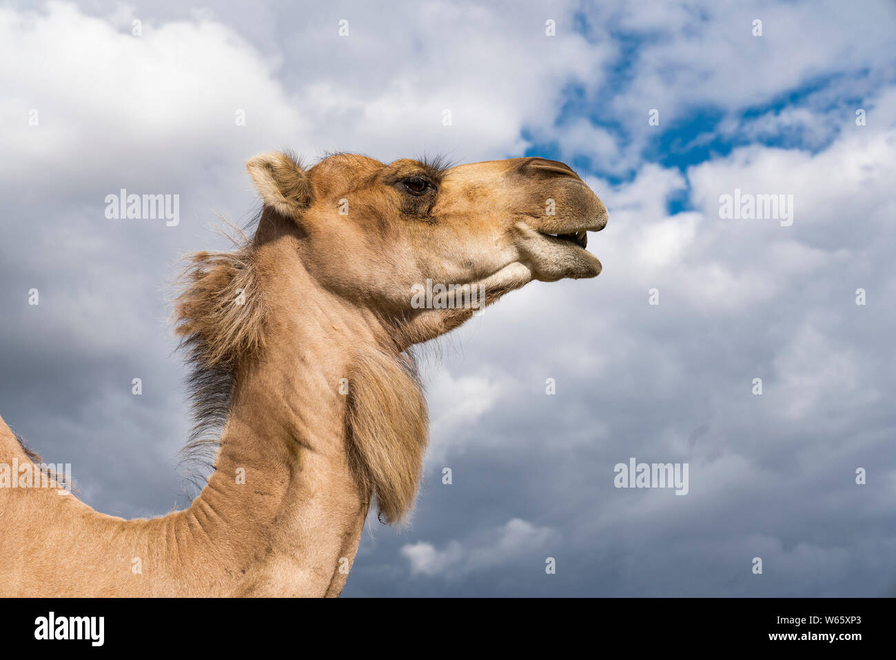 Dromedar, Arabian Camel (Camelus dromedarius) Stockfoto