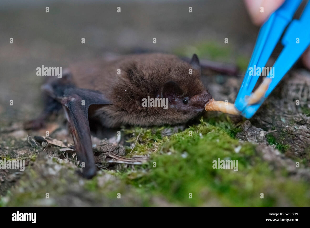 Common pipistrelle Feed, Velbert, Nordrhein-Westfalen, Europa, (Pipistrellus pipistrellus) Stockfoto