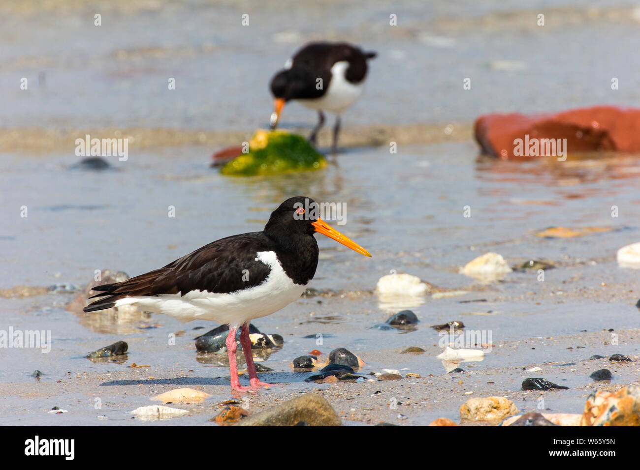 Austernfischer, Helgoland, Schleswig-Holstein, Deutschland (Haematopus ostralegus), Düne Stockfoto