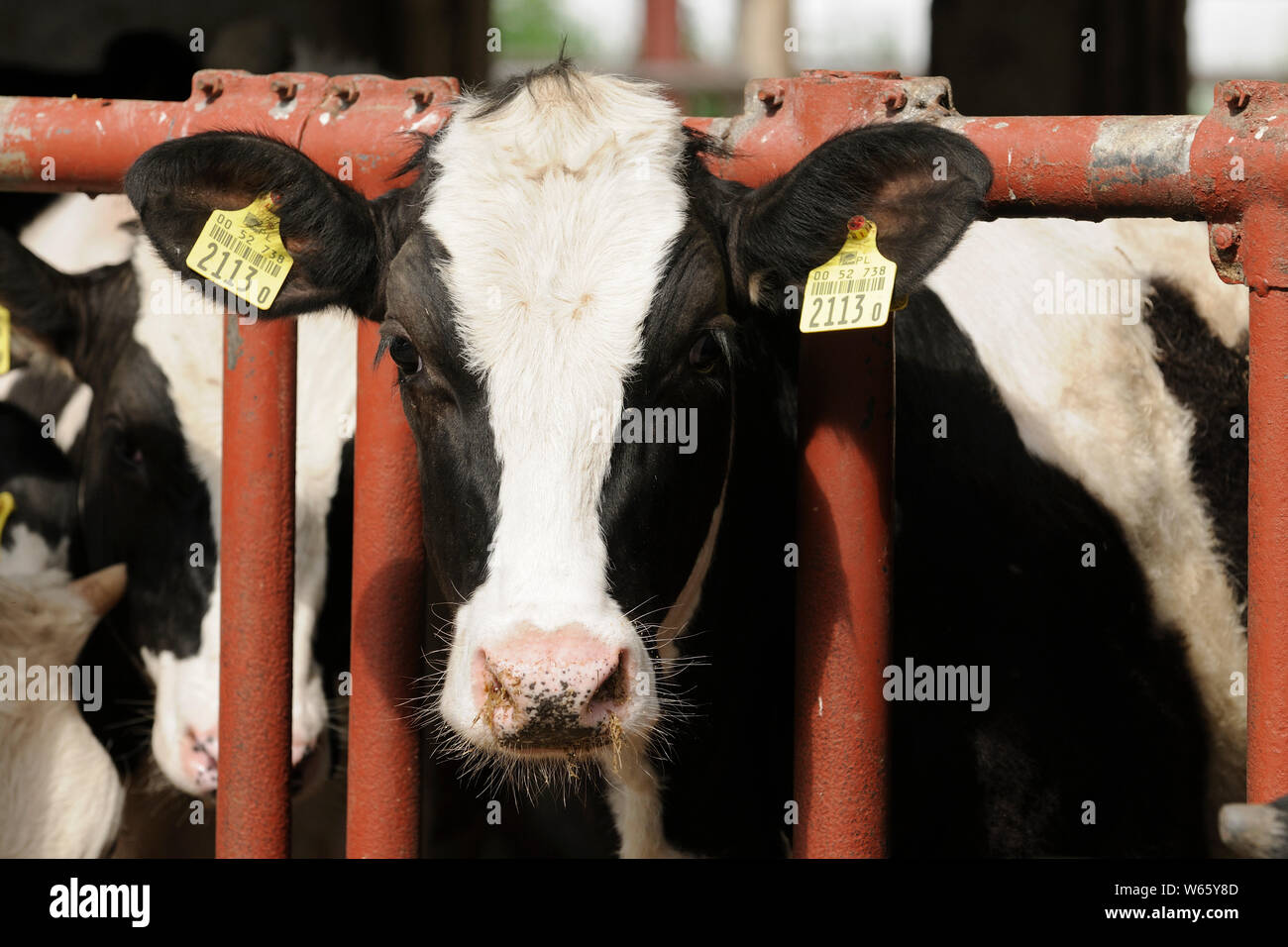 Schwarze und weiße Kuh mit Ohrmarken Stockfoto