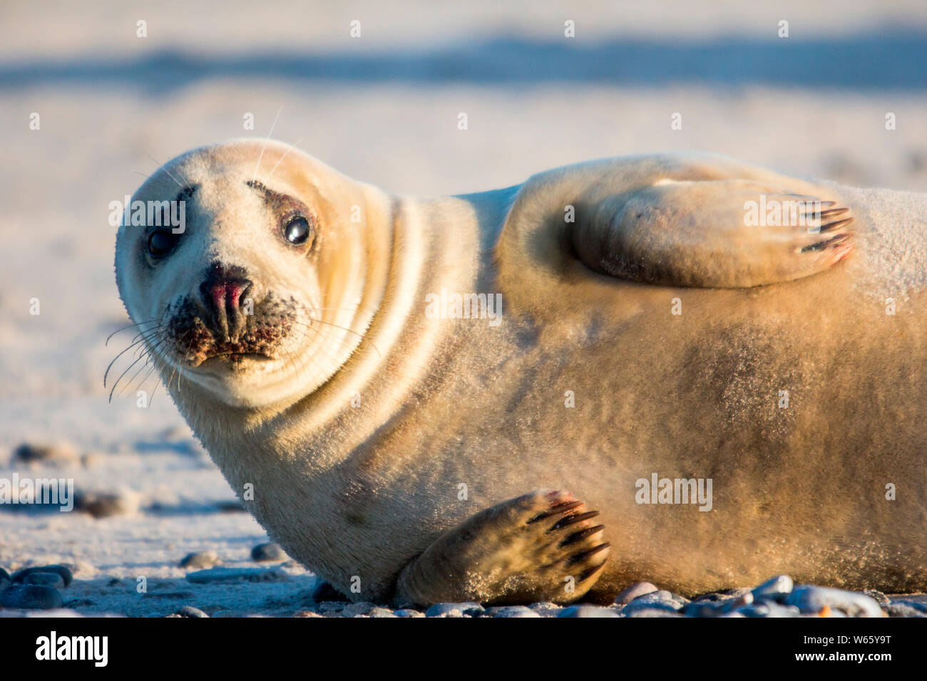 Kegelrobbe, Helgoland, Schleswig-Holstein, Deutschland (Halichoerus grypus) Stockfoto