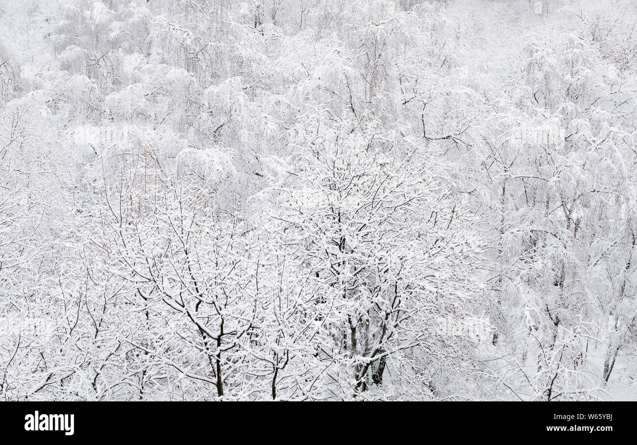 Kalte Winter Forest am Nachmittag mit Schnee bedeckt Stockfoto