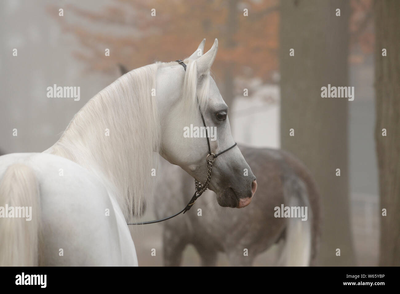 Araberhengst in weißer Nebel, mit show Halfter, Herbst Stockfoto