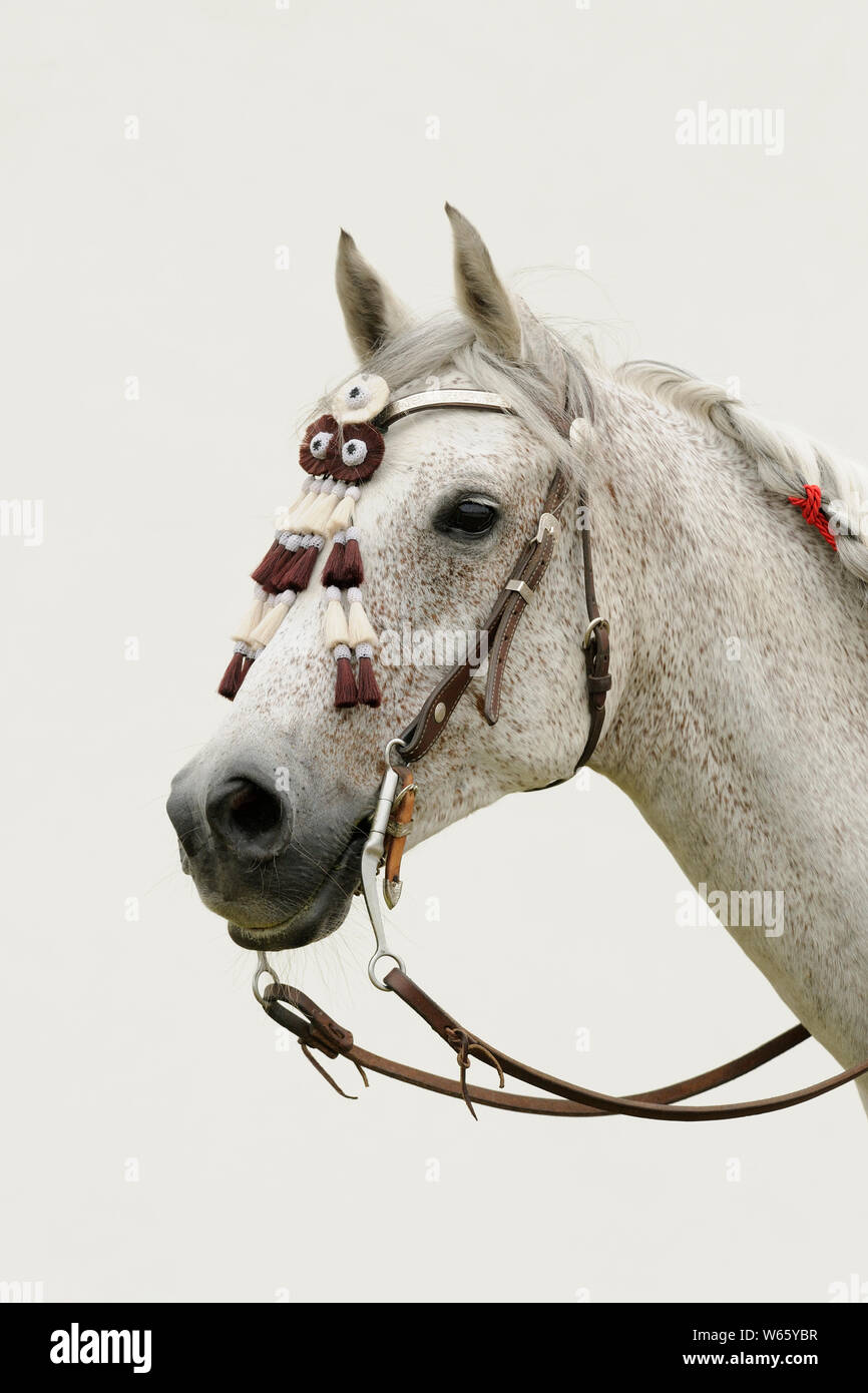 White Arabian Horse, mit Western Zaum Stockfoto