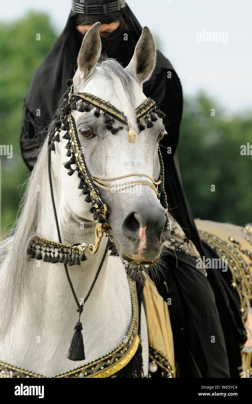 White Arabian Horse Hengst mit traditionellen dekoriert Zaum Stockfoto