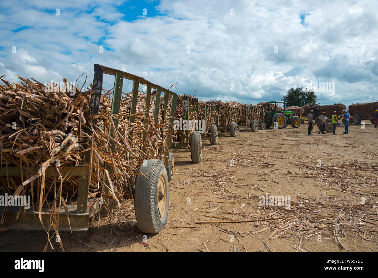 Traktor, Zuckerrohr, Zuckerrohr Ernte, in der Nähe von San Rafael de Yuma, Dominikanische Republik, Karibik, Nordamerika, (Saccharum officinarum) Stockfoto