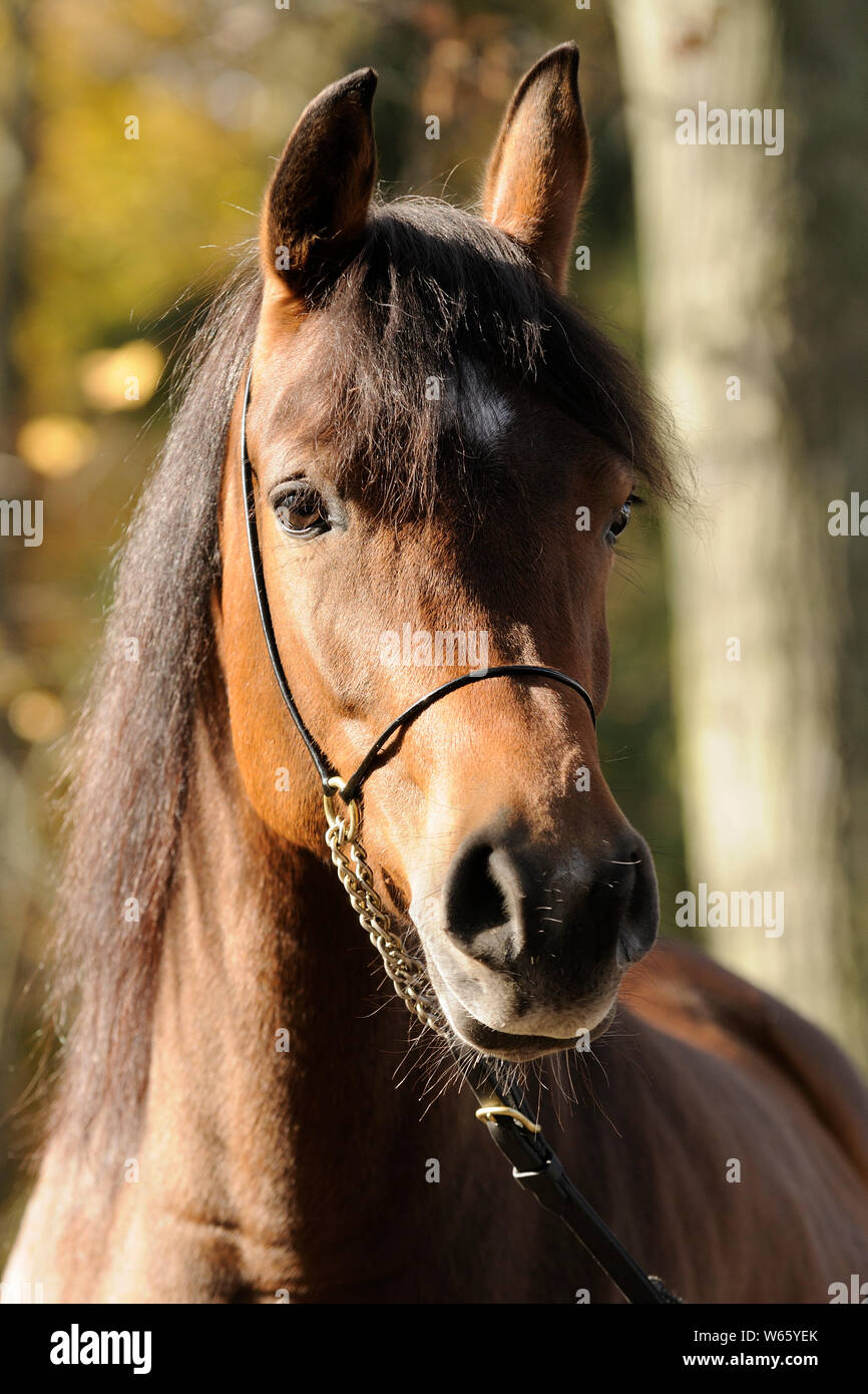 Porträt des arabischen Pferdes, Mare Stockfoto