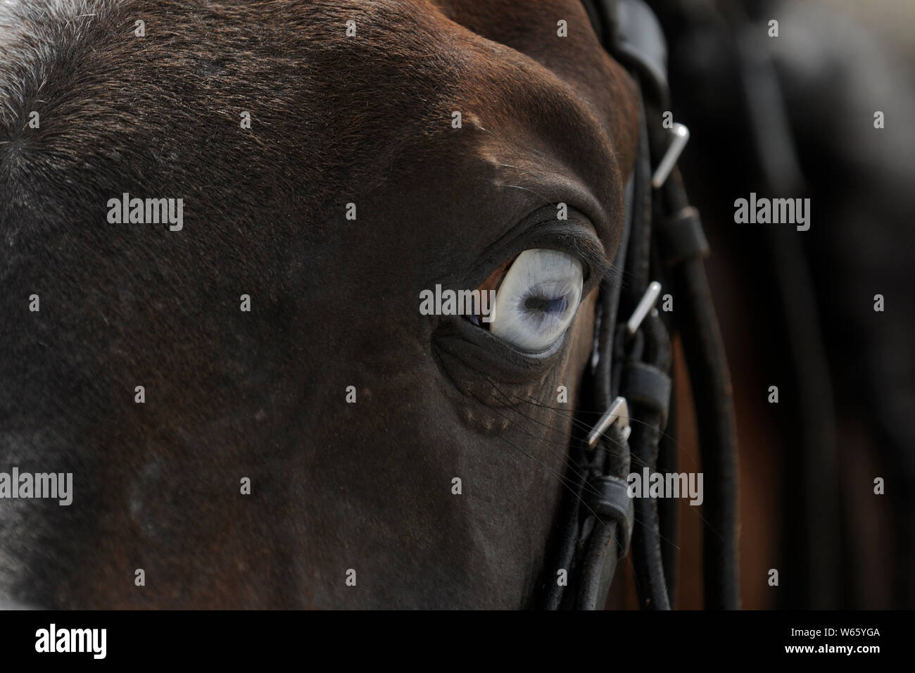Braun arabische Pferd mit blauen Augen Stockfoto