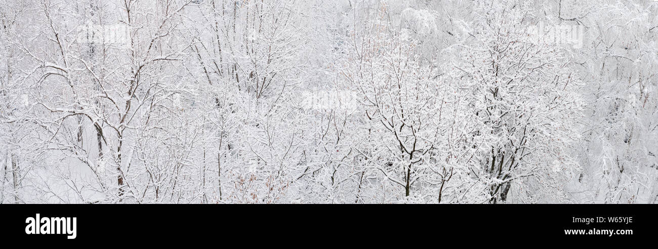 Kalte Winter Forest am Nachmittag mit Schnee bedeckt Stockfoto