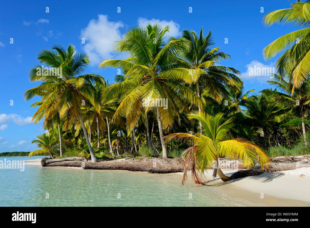 Palm Beach, Parque Nacional del Este, Dominikanische Republik, Karibik, Nordamerika Stockfoto