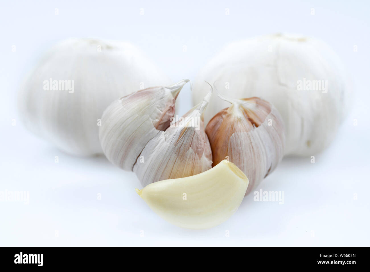 Knoblauch, Allium sativum Stockfoto