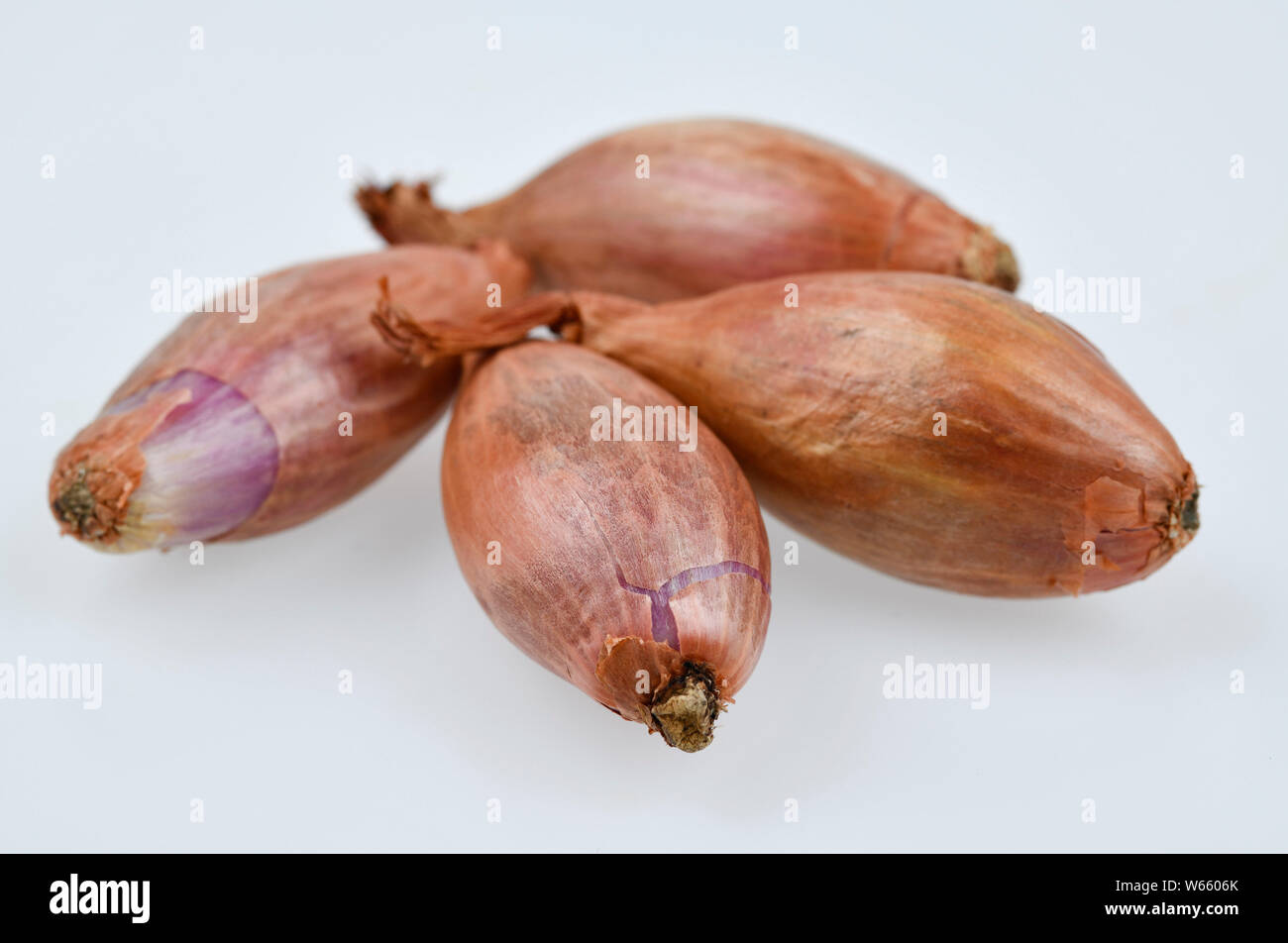 Schalotten, Allium ascalonicum Stockfoto
