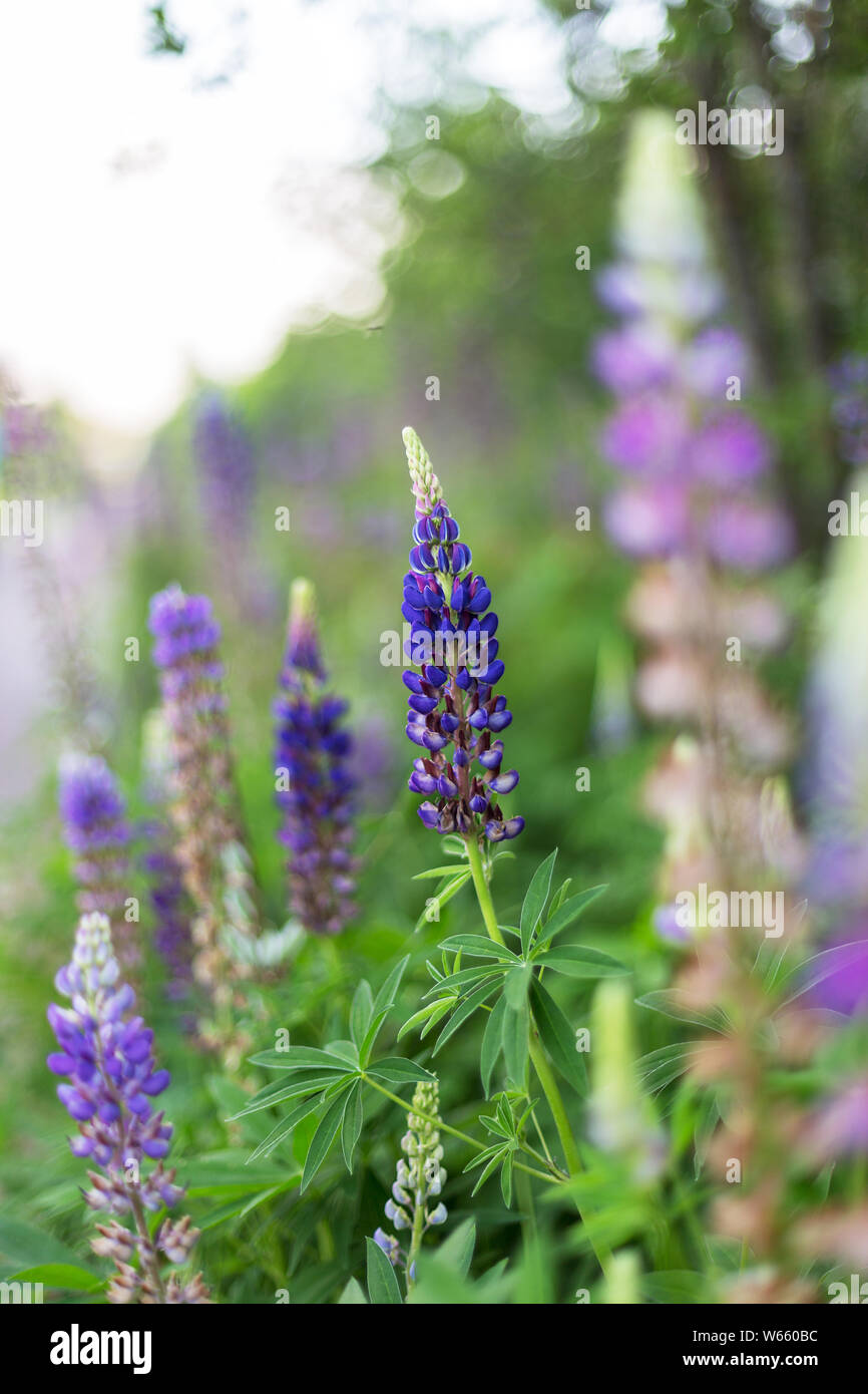 Blühende Lupin Feld mit lila Blüten. Konzept der wilden Natur Bild Stockfoto