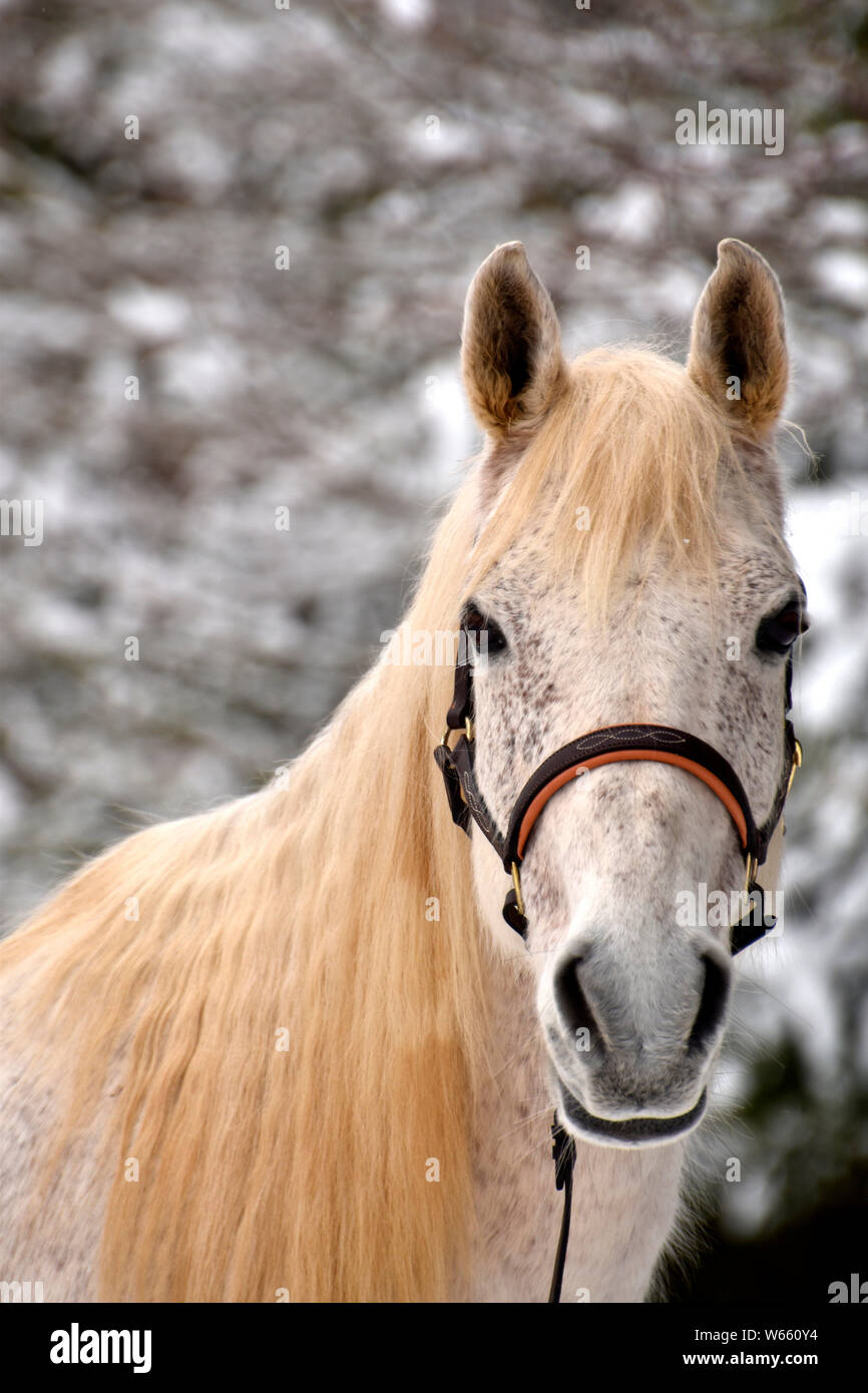 Arabian Horse, Grau, Grau, Flohmarkt - gebissen, Wallach Stockfoto
