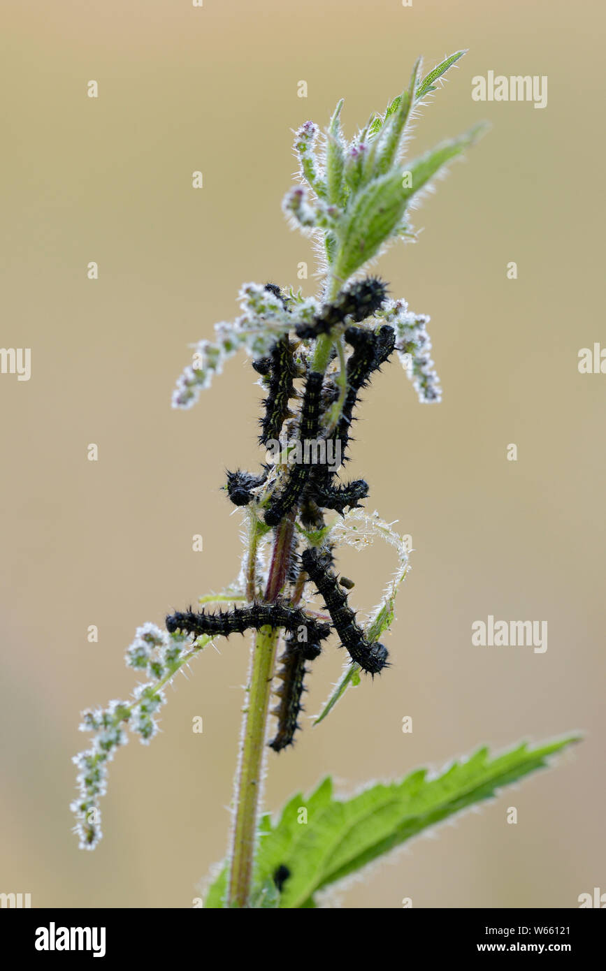 Europäische Peacock, Caterpillar, Juni, Eggstaett, Bayern, Deutschland, (Inachis io) Stockfoto