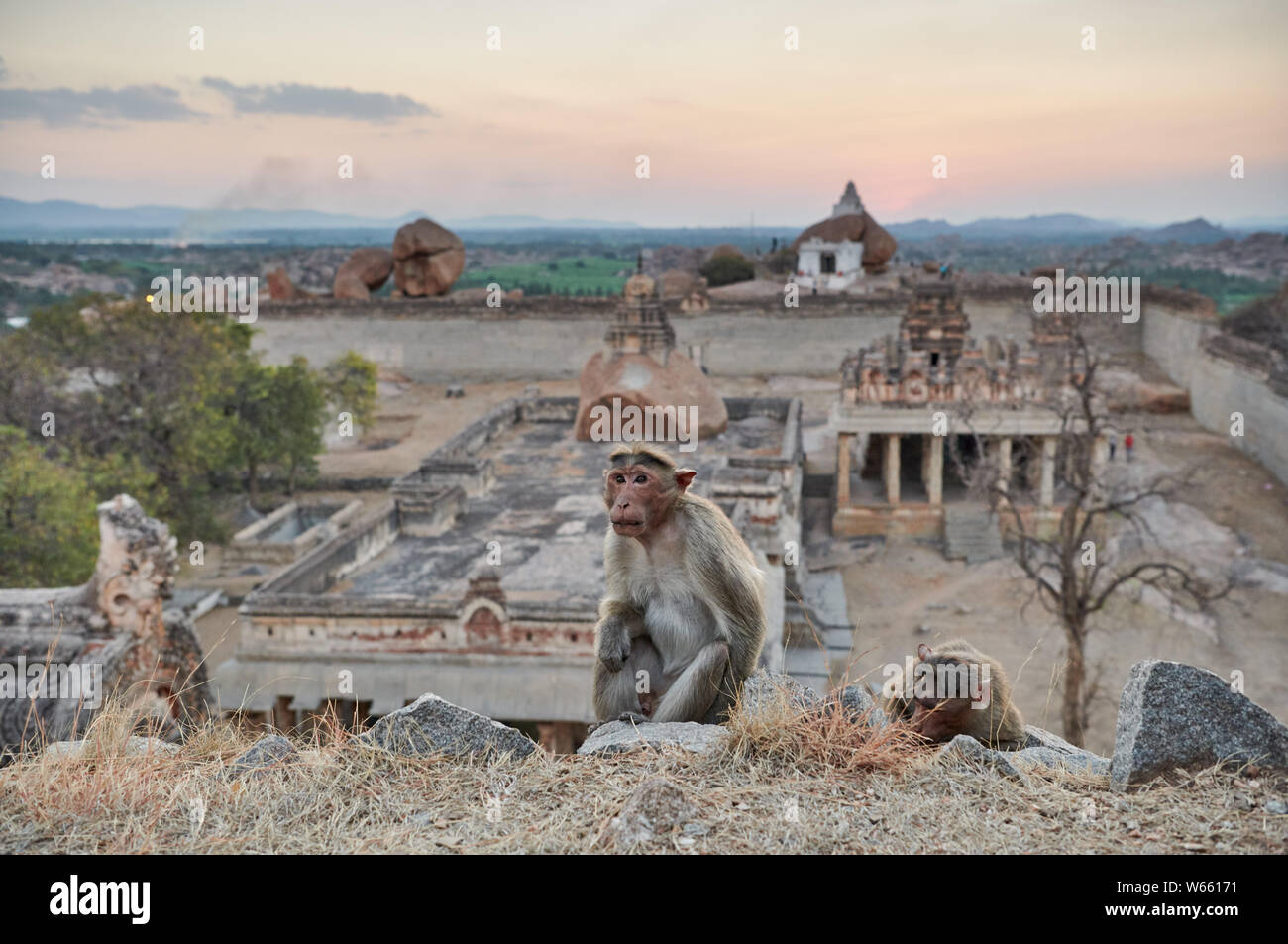 Motorhaube Makaken (Macaca radiata) an Malyavanta Raghunatha Tempel, Hampi, UNESCO-heritge Website, Karnataka, Indien Stockfoto