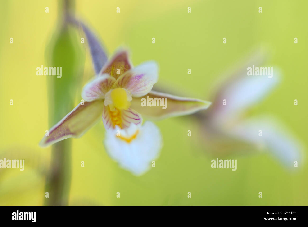 Marsh Waldvöglein, Blossom, Juli, Grassau, Bayern, Deutschland, (Epipactis palustris) Stockfoto