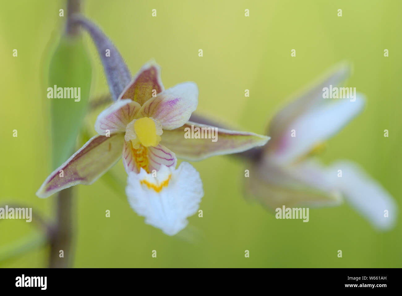 Marsh Waldvöglein, Blossom, Juli, Grassau, Bayern, Deutschland, (Epipactis palustris) Stockfoto