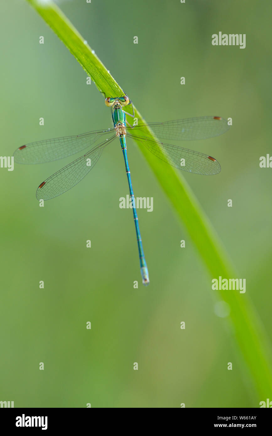 Emerald damselfly, männlich, Juli, Grassau, Bayern, Deutschland, (Lestes sponsa) Stockfoto