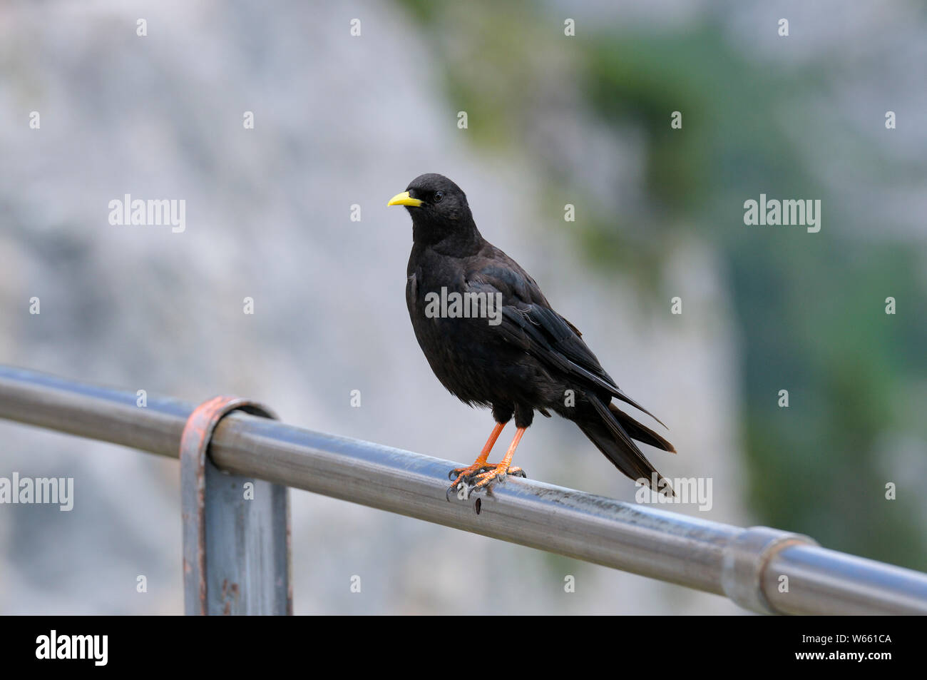 Alpine chough, Juli, Wendelstein, Bayern, Deutschland, (Pyrrhocorax Ochotonidae) Stockfoto