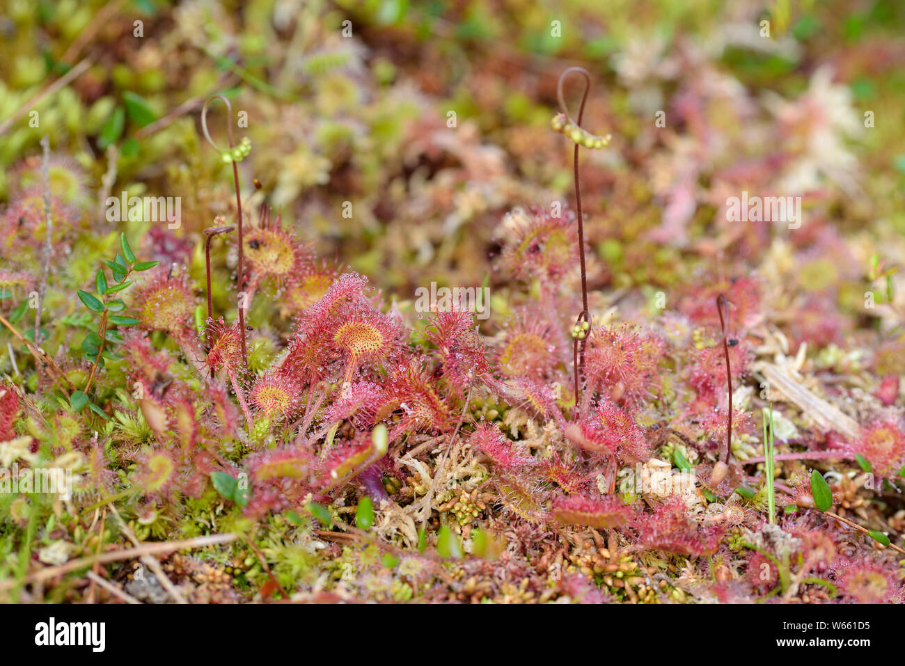 Runde-leaved Sonnentau, Juli, Grassau, Bayern, Deutschland, (Drosera rotundifolia) Stockfoto