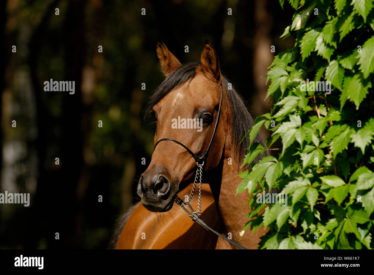 Braun Arabian Horse Stute mit Showholster Stockfoto