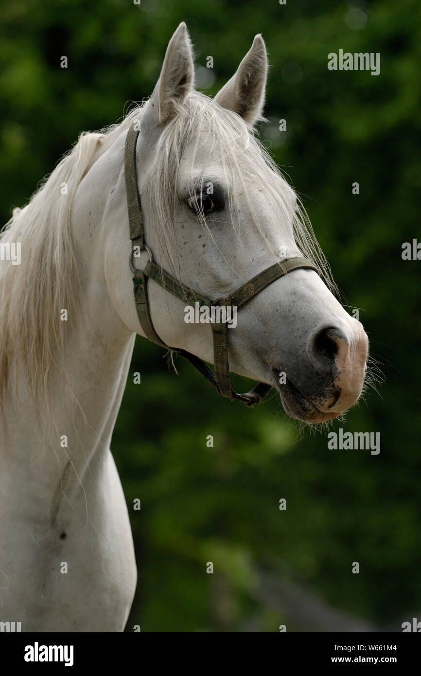White Arabian Horse Mare Stockfoto