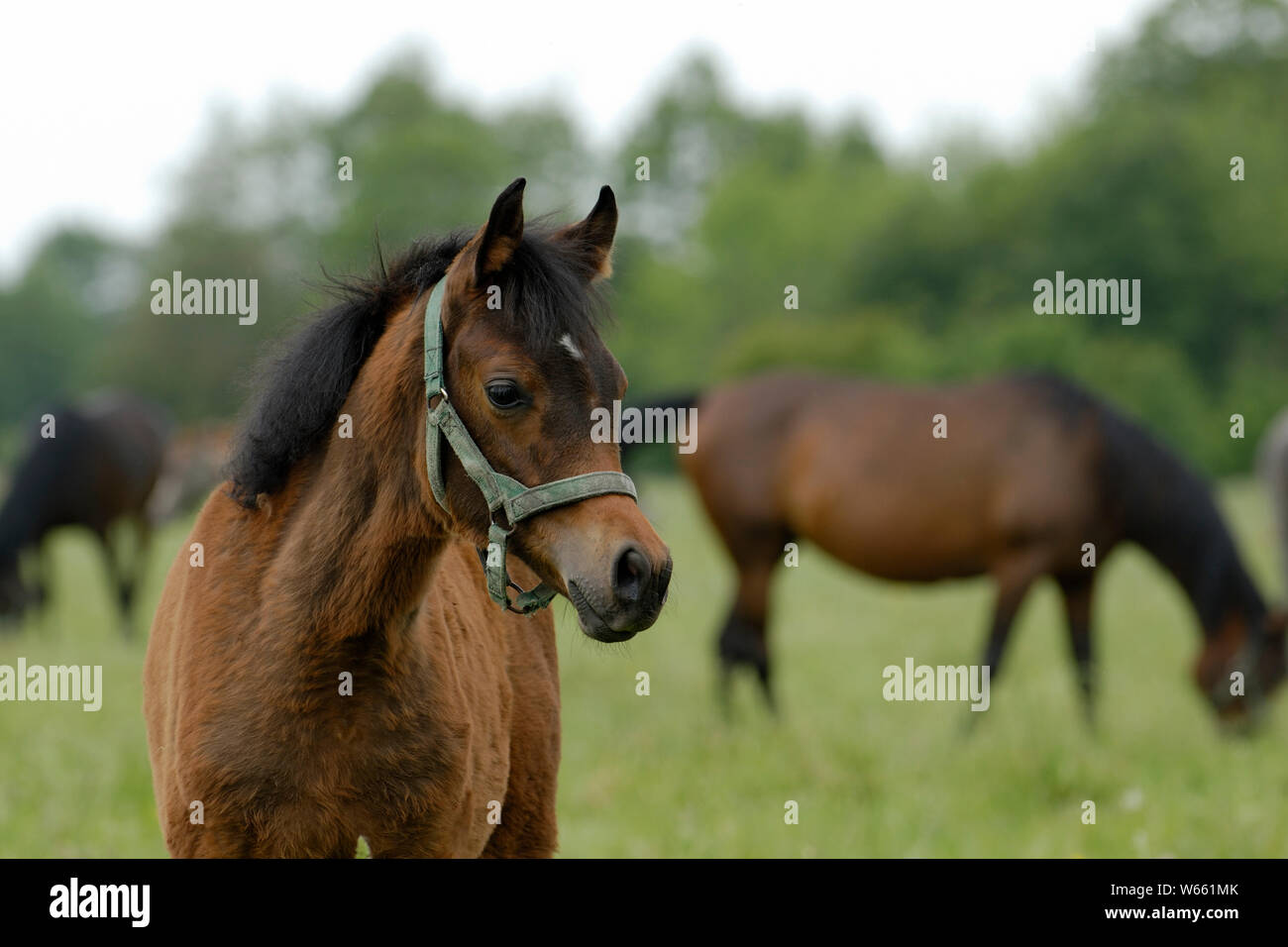 Braun Arabian Horse Fohlen auf der Weide Stockfoto