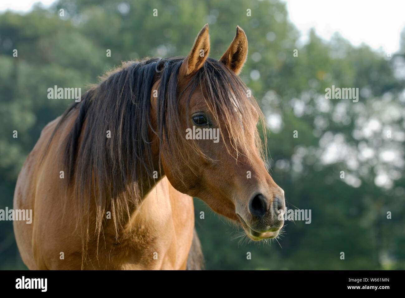 Braun Arabian Horse Mare Stockfoto