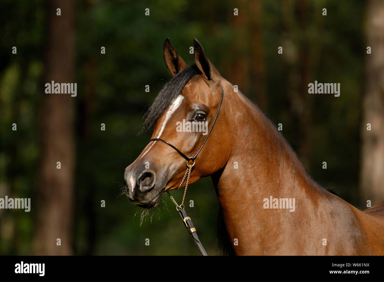 Braun Arabian Horse Stute mit Showholster Stockfoto